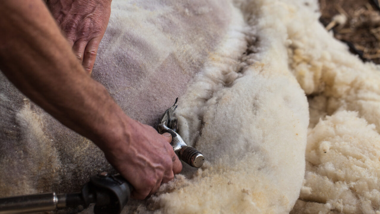 Sheep shearing, raw wool being harvested